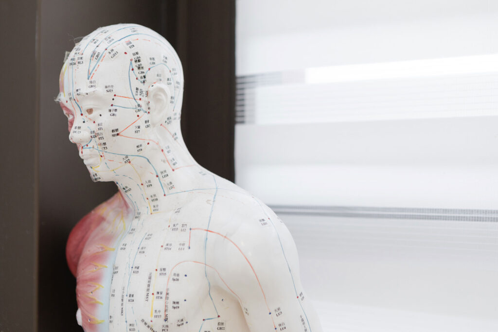 Anatomiemodell zeigt farbige Nervenbahnen, anschaulich für Akupunkturpunkte und das menschliche Nervensystem.