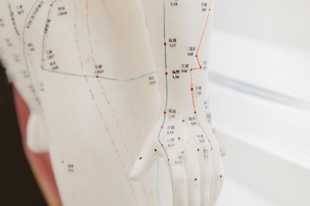 Anatomiemodell aus anderer Perspektive, zeigt detailliert Nervenbahnen und Akupunkturpunkte.